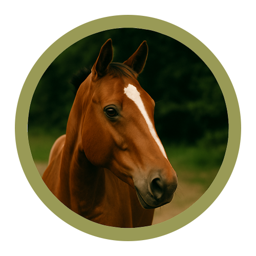 Horse Care