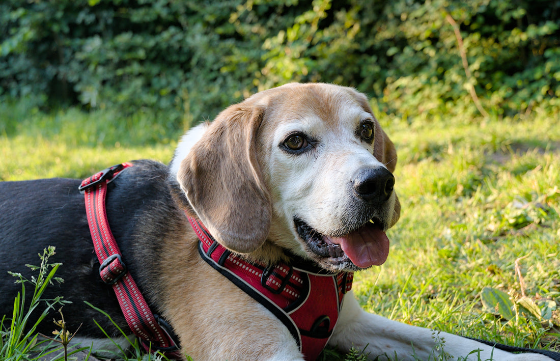 Beagle wearing a red harness lying in the grass at golden hour