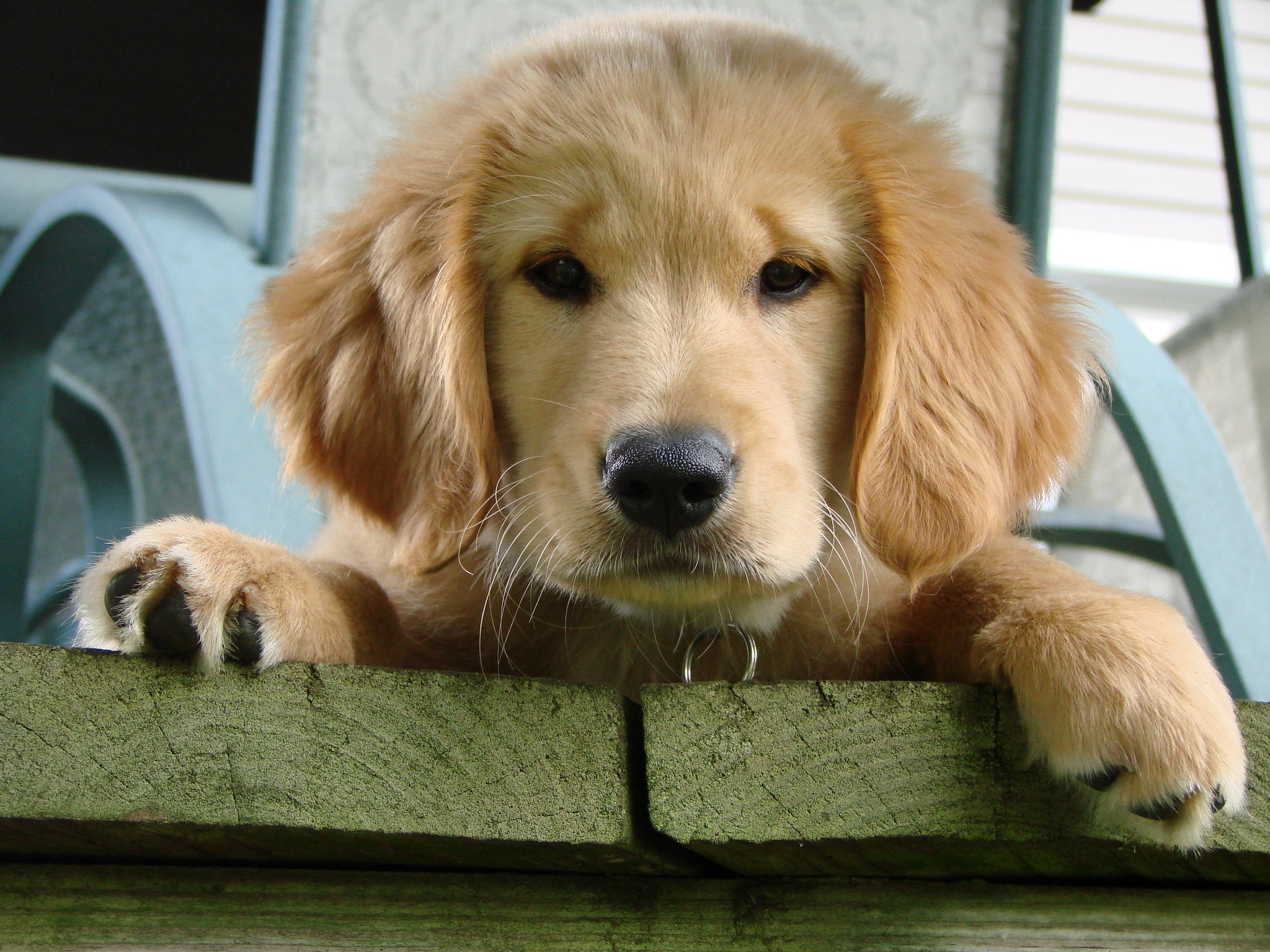 Golden retriever puppy resting its paws on a wooden porch rail