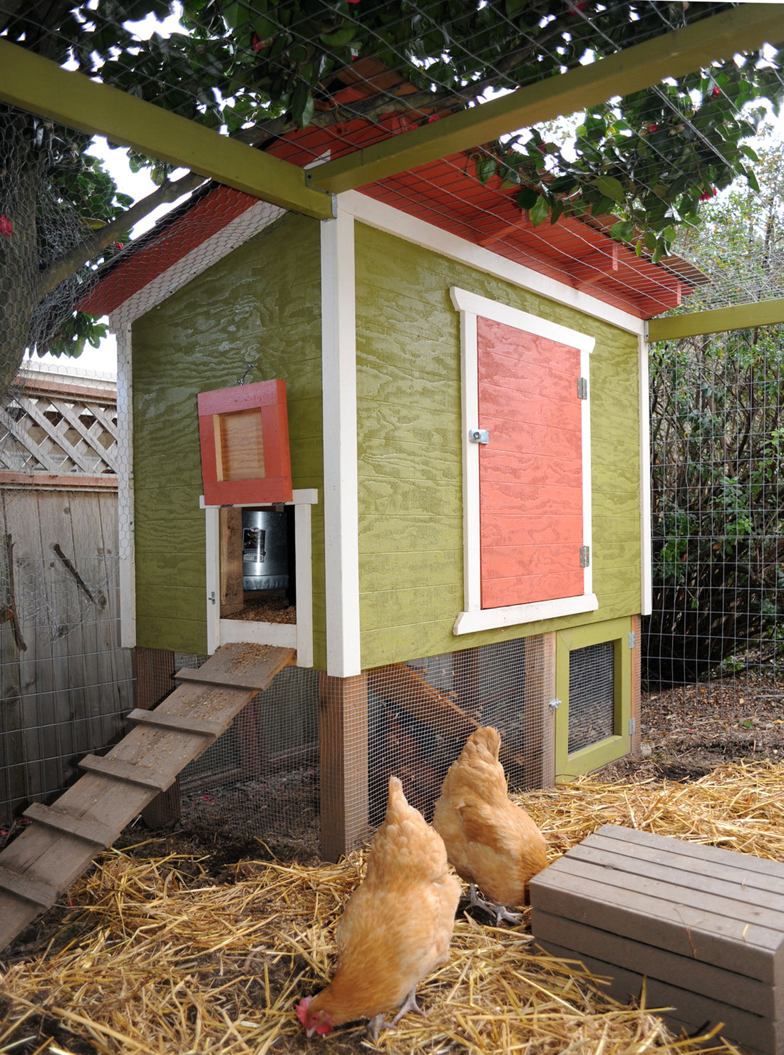 Two hens foraging in straw outside a green backyard chicken coop