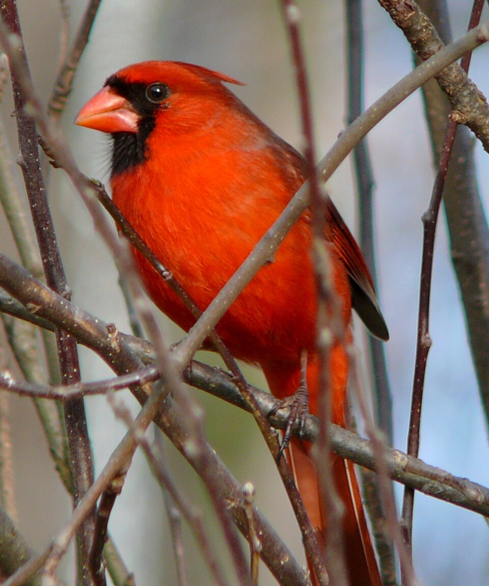 Wild Bird Feed & Care — northern cardinal