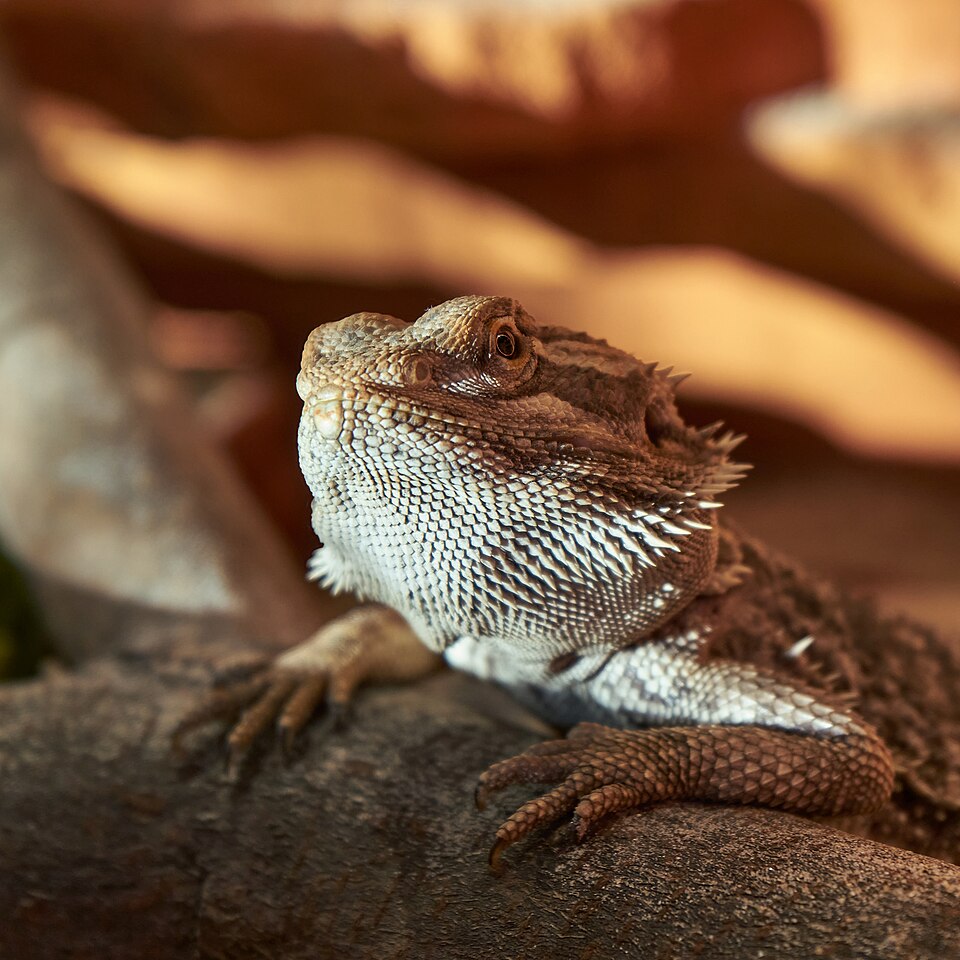 Reptile Supplies — bearded dragon