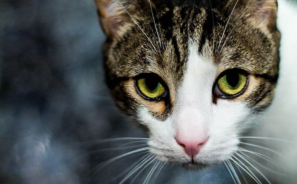 Cat Essentials — green-eyed cat portrait
