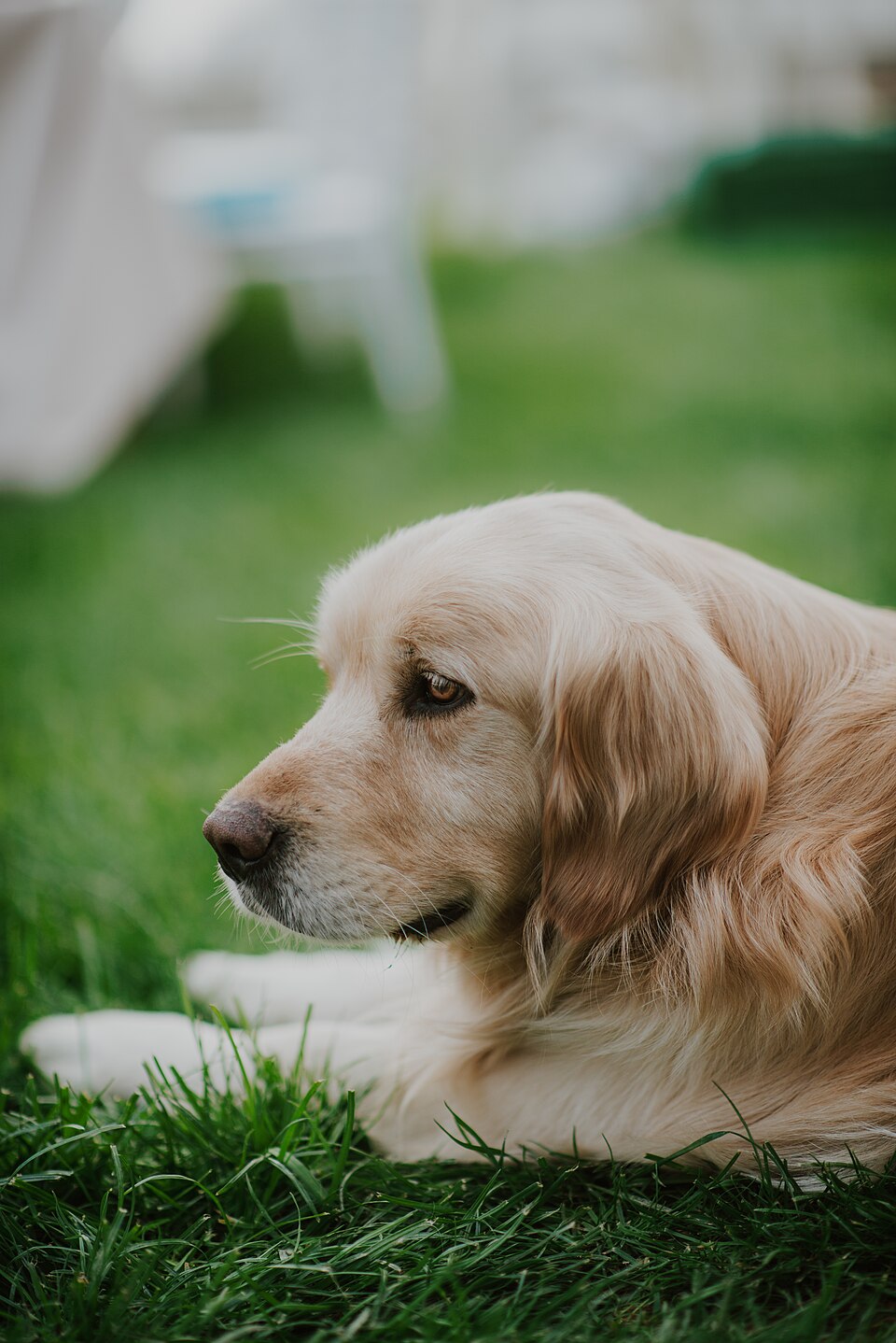 Dog Essentials — golden retriever portrait
