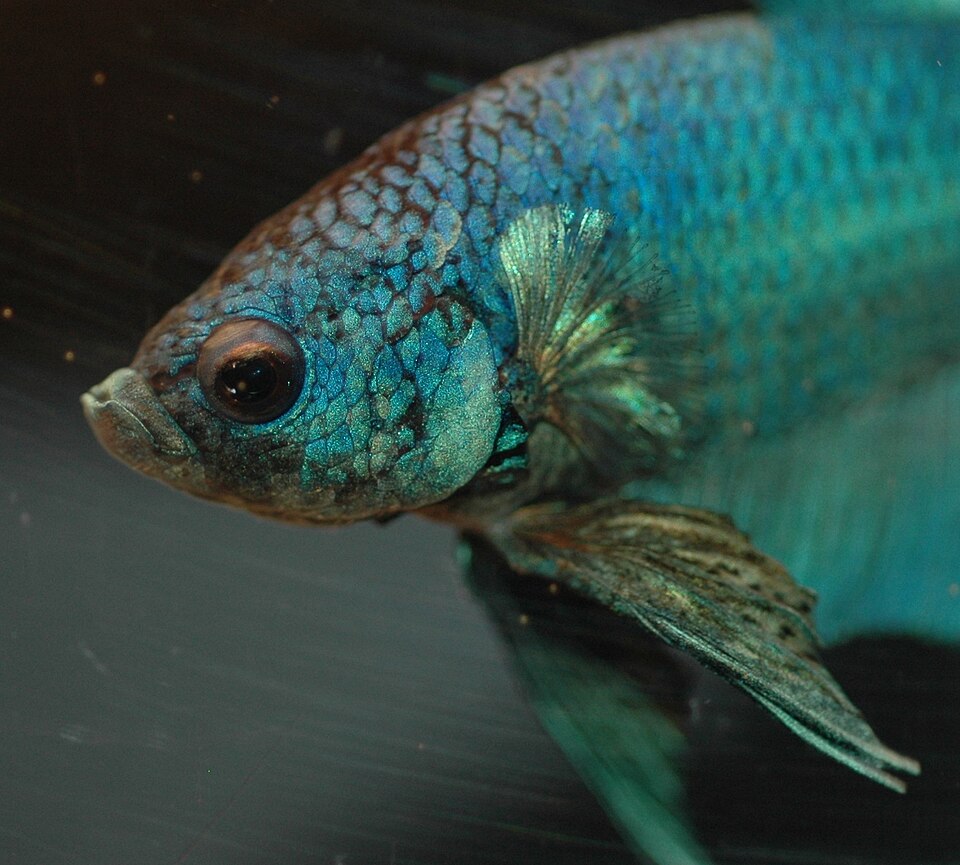 Fish & Aquatic Care — blue betta fish