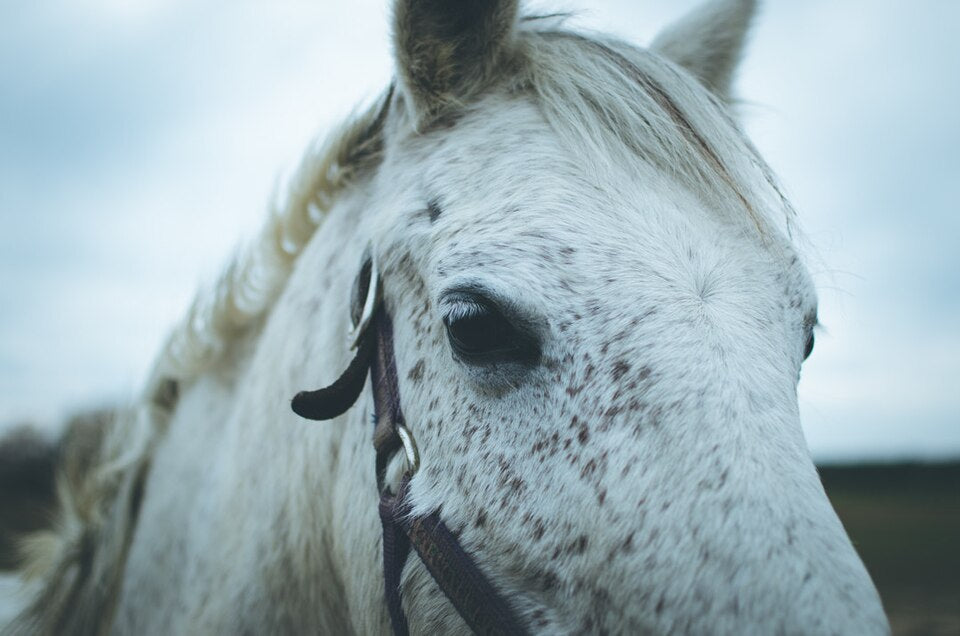 Horse Care — speckled horse portrait