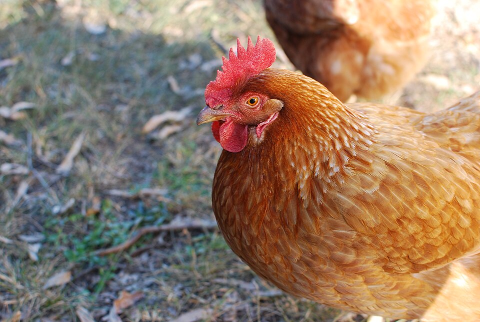 Chicken Coop Supplies — red hen portrait