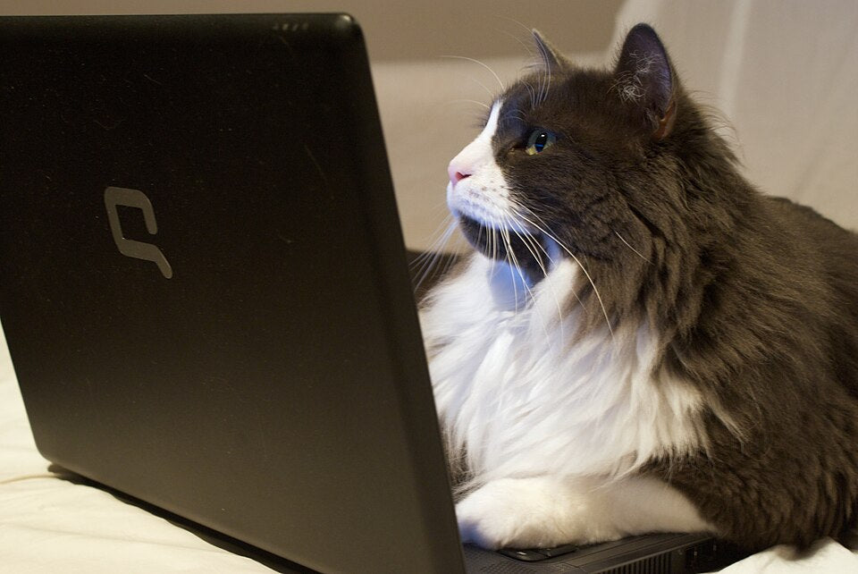 Digital Guides — cat looking at laptop