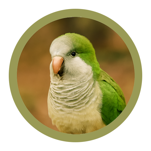 Pet Bird Supplies