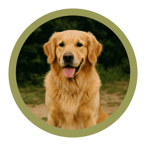 Dog Essentials