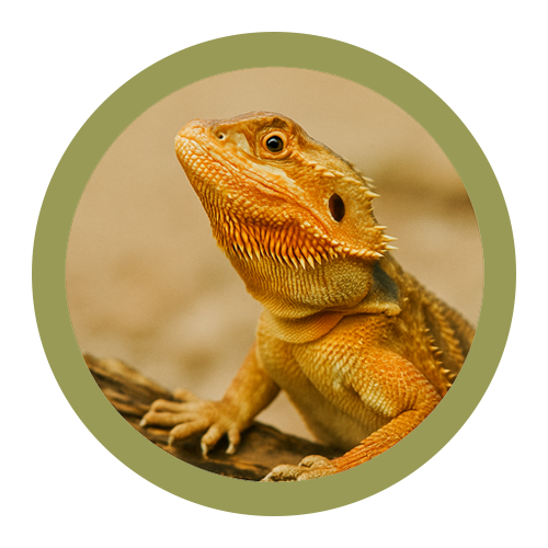 Reptile Supplies