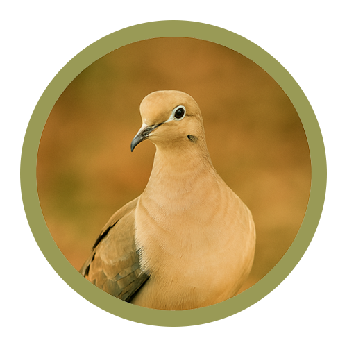 Wild Bird Feed & Care