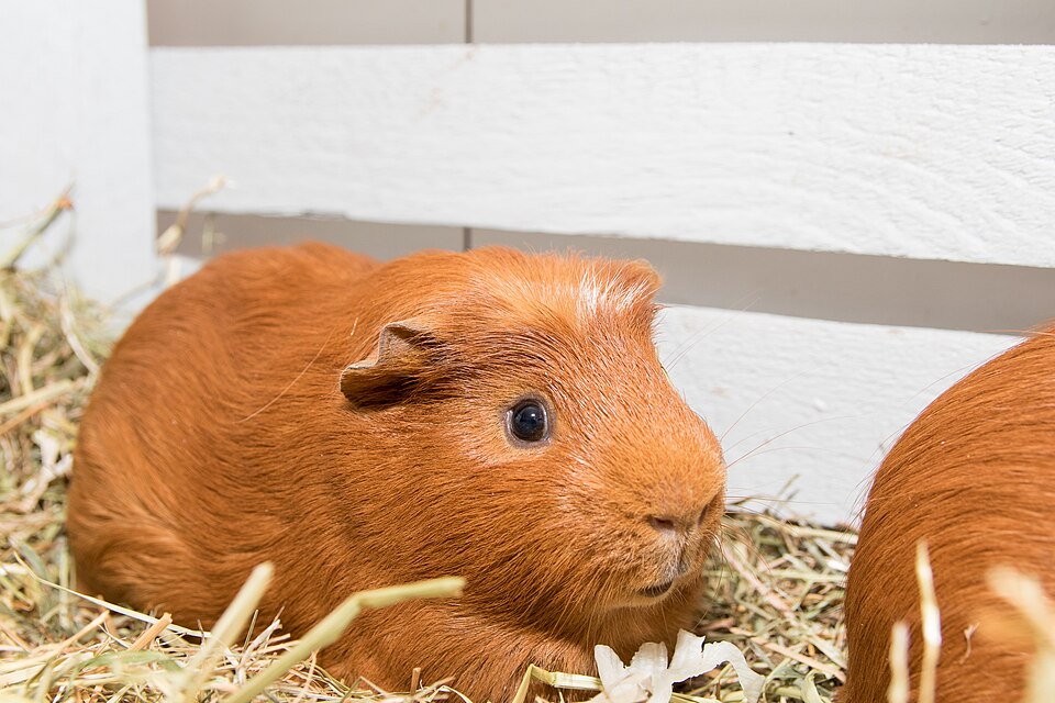 Small Pet Supplies — guinea pig portrait
