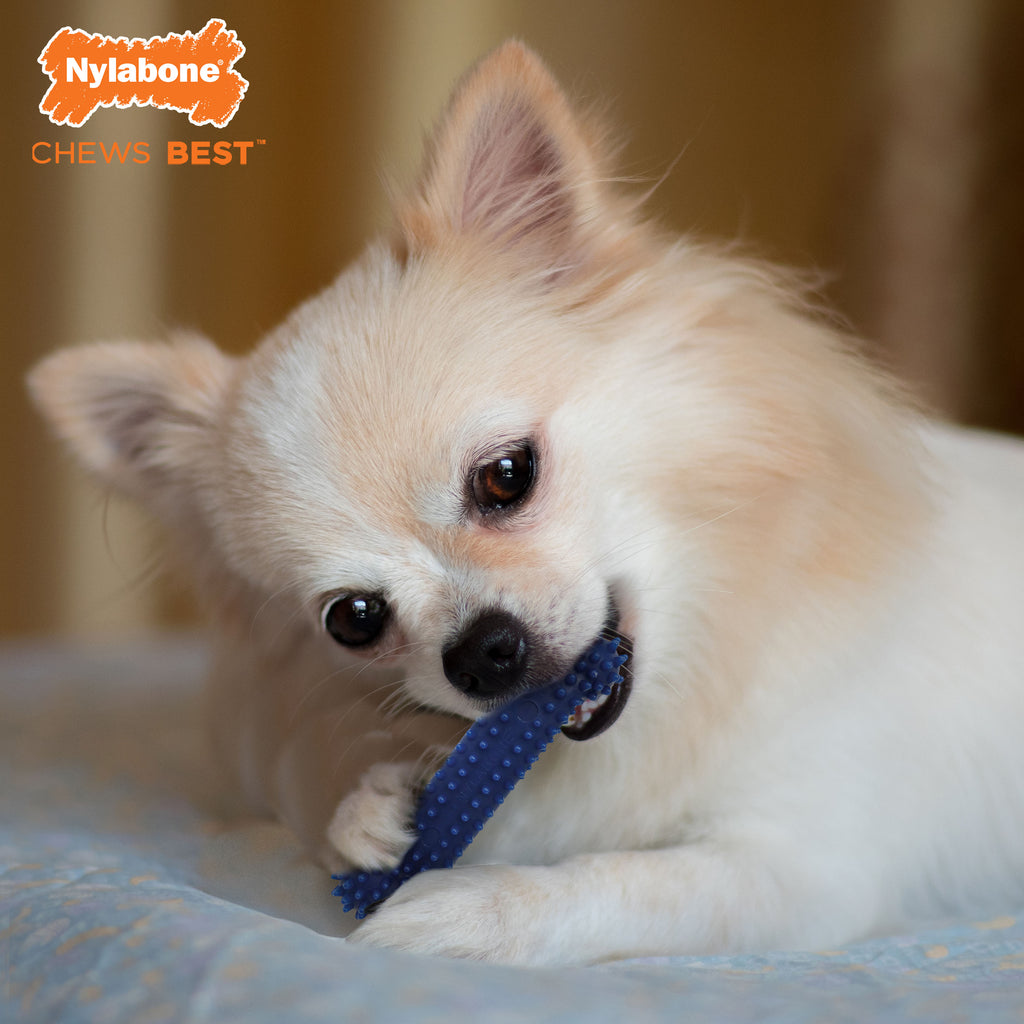 Nylabone Moderate Chew Textured Dog Dental Chew Toy Chicken, Blue