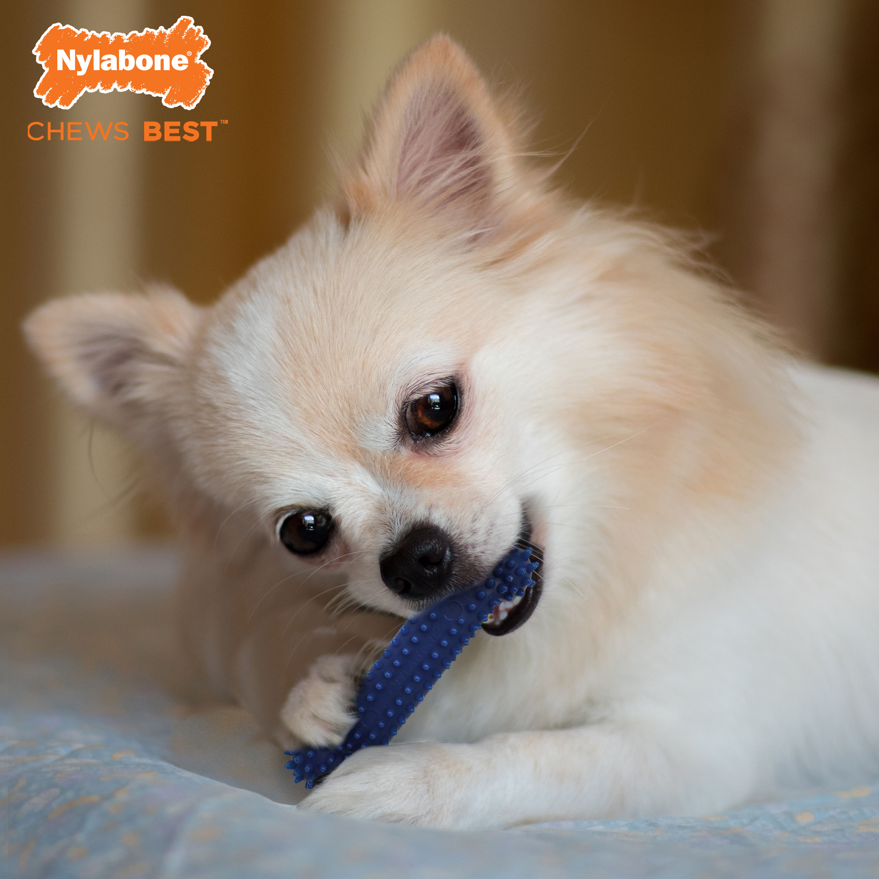 Nylabone Moderate Chew Textured Dog Dental Chew Toy Chicken, Blue