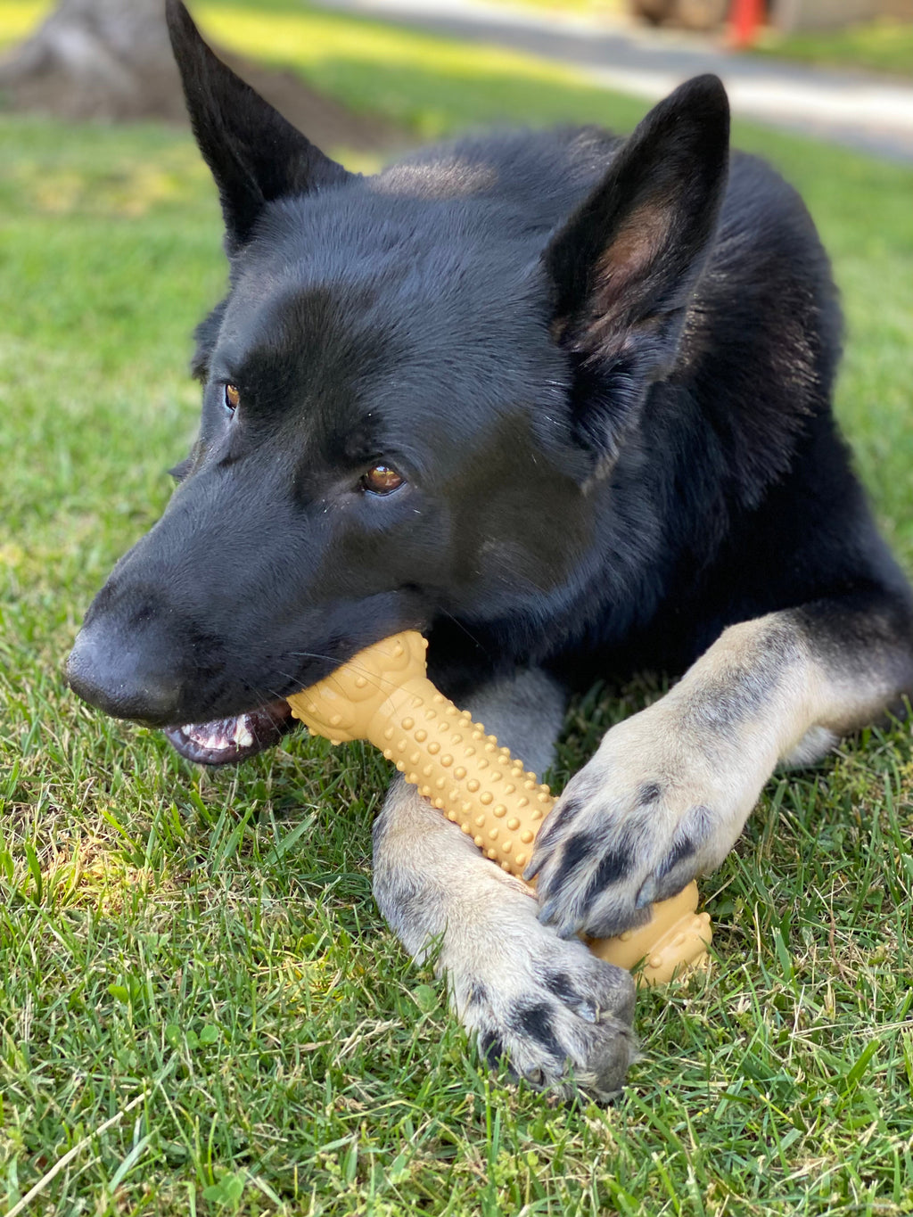 Nylabone Barbell Power Chew Durable Dog Toy Peanut Butter 1ea/XXL/Monster - 50++ lb