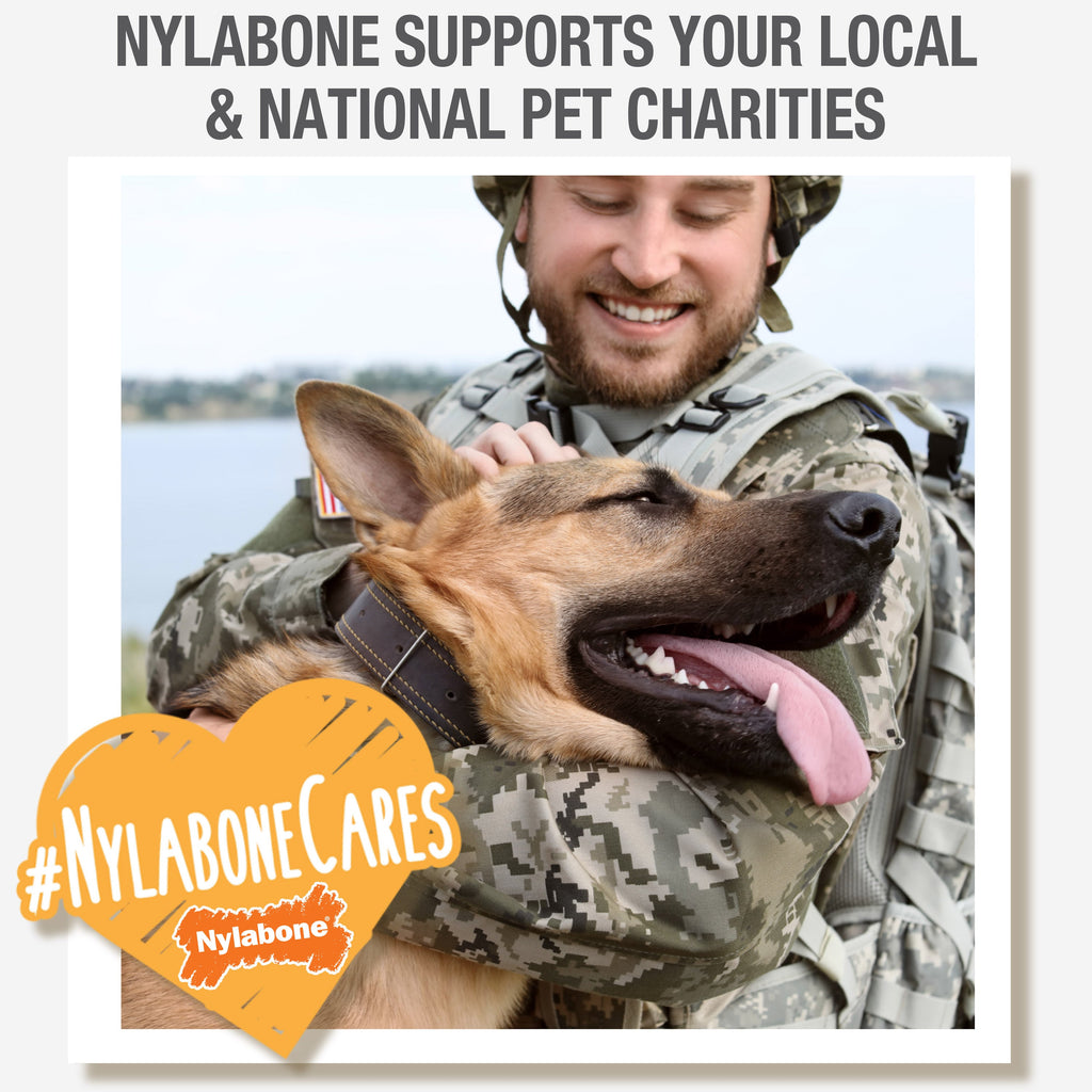 Nylabone Healthy Edibles Chewy Bites Soft Dog Treats Bacon, 6 oz 1 ct