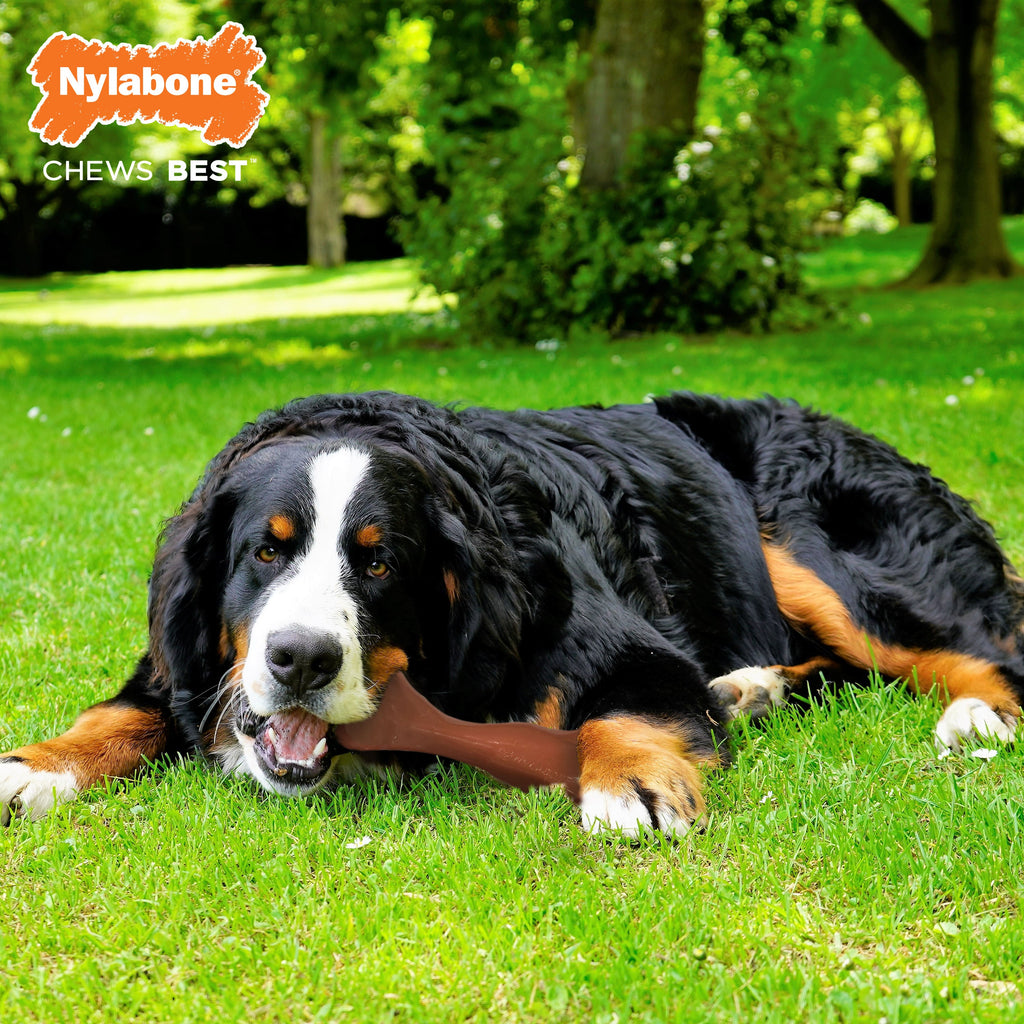 Nylabone Power Chew Knuckle Bone BIG Dog Chew Toy Bacon 1ea/XXL/Monster - 50++ lb