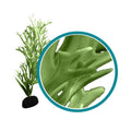 Weco Products Marine Pro Series Giant Kelp Aquarium Plant Green, 1ea/6 in, Giant