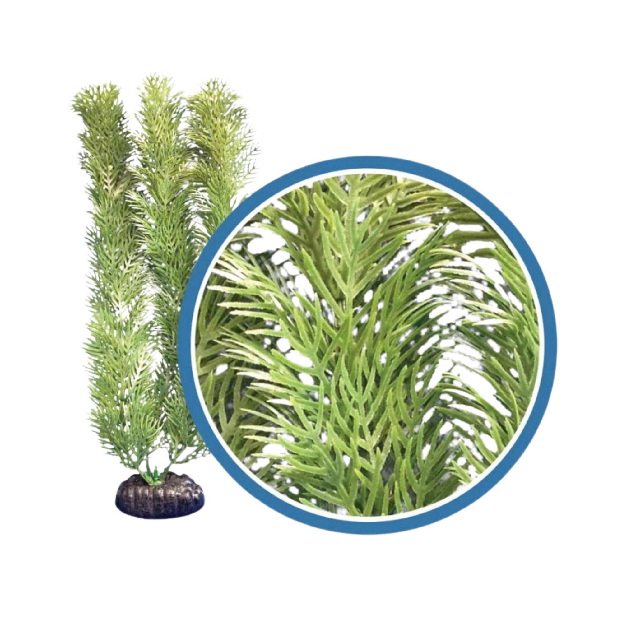 Weco Products Freshwater Pro Series Cabomba Aquarium Plant Green, 1ea/9 in