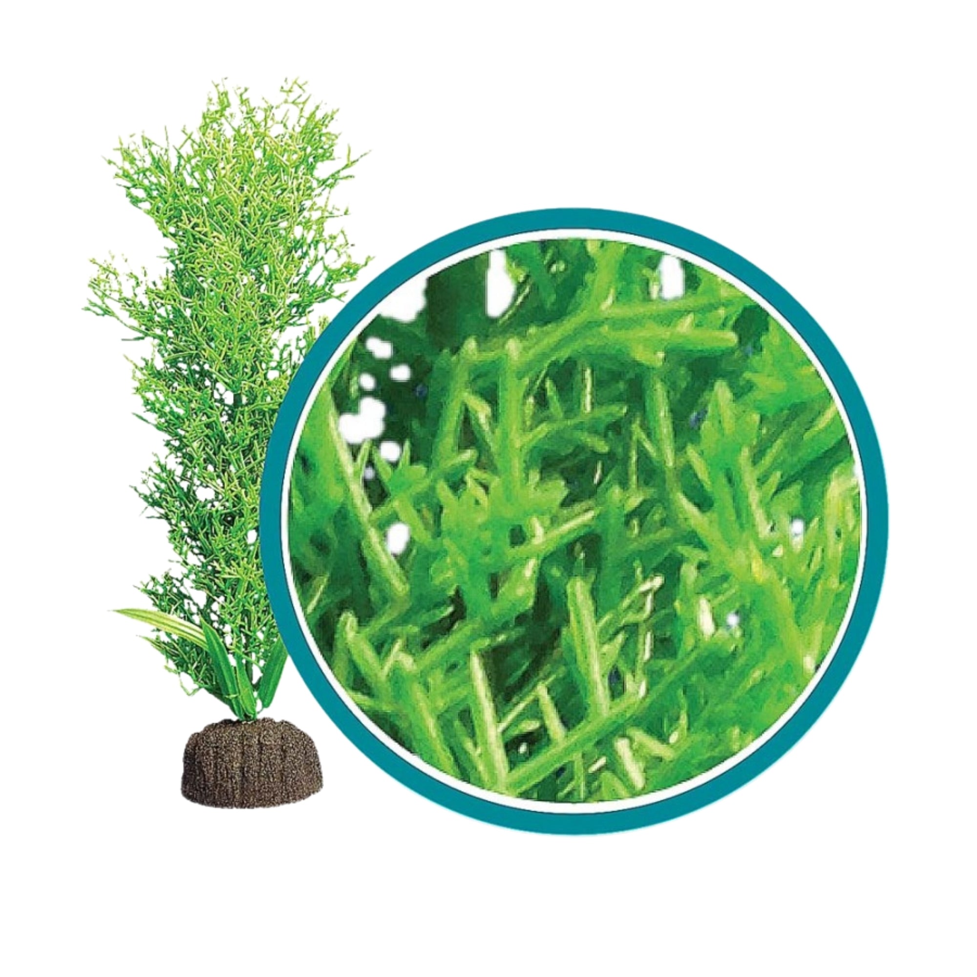 Weco Products Marine Pro Series Bushy Kelp Aquarium Plant Green, 1ea/18 in
