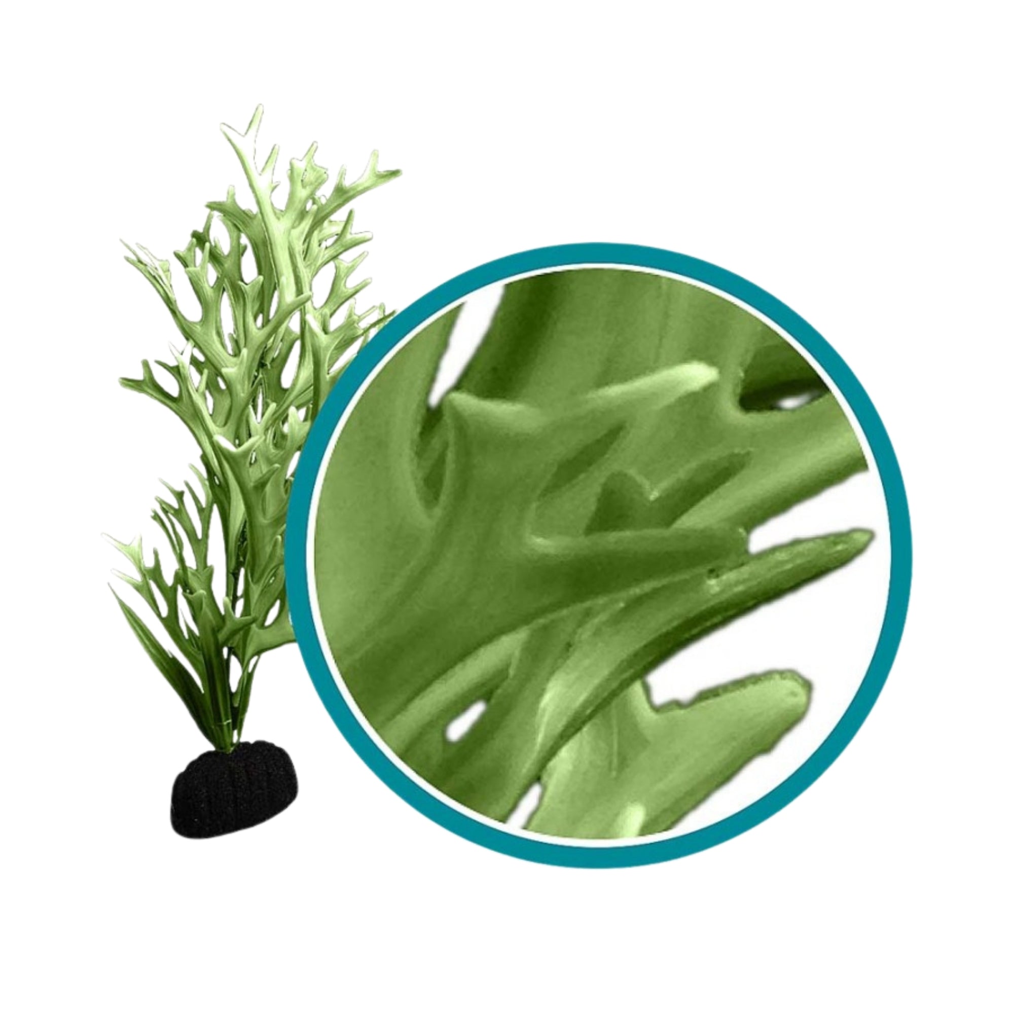 Weco Products Marine Pro Series Giant Kelp Aquarium Plant Green, 1ea/24 in, Giant