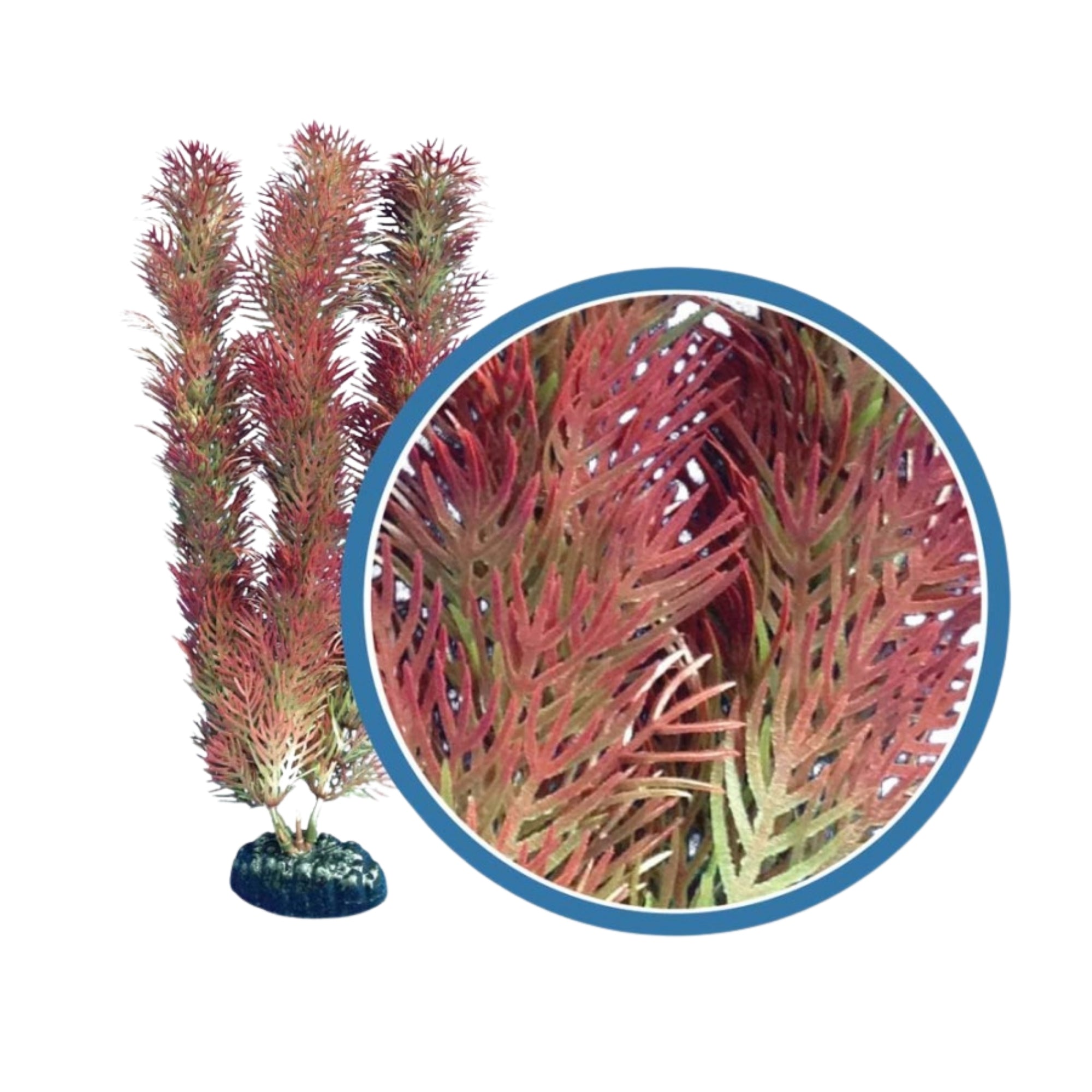 Weco Products Freshwater Pro Series Cabomba Aquarium Plant Red, 1ea/30 in