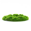 Penn-Plax Aqua-Flora Living Moss Patch Aquarium Ornament 2ea/One Size