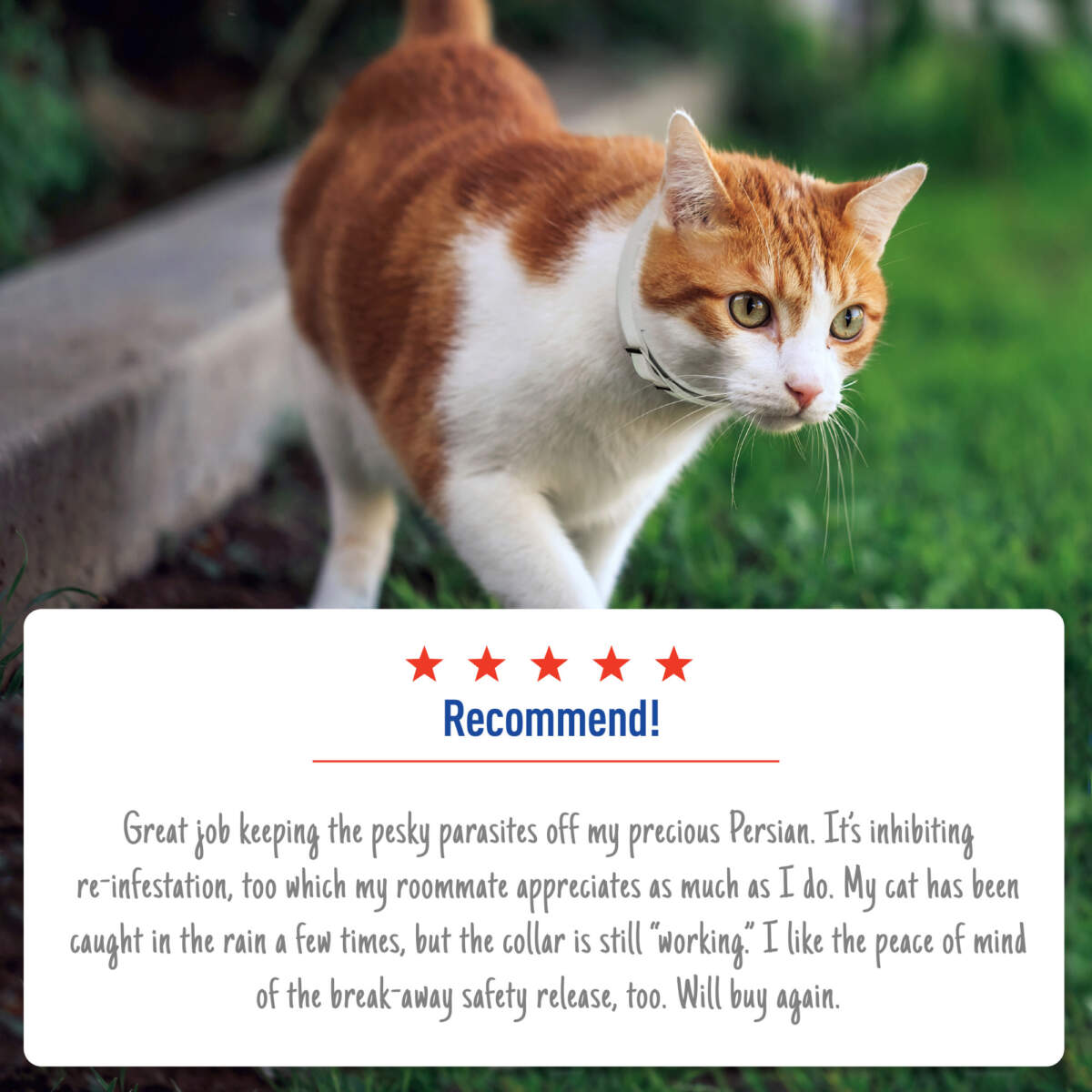 Adams Plus Flea & Tick Collar for Cats, 1 Pack