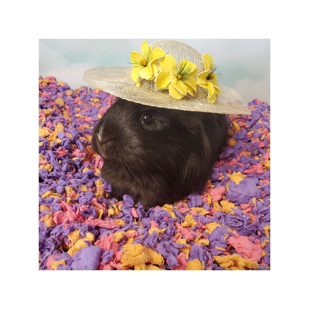 CareFRESH Special Edition Small Animal Bedding Beach Party 50 L
