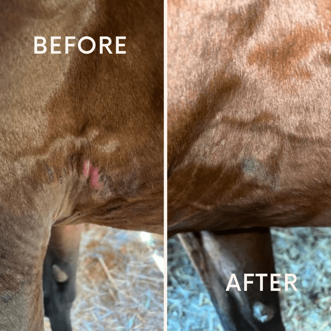 16oz Equine Healing Gel