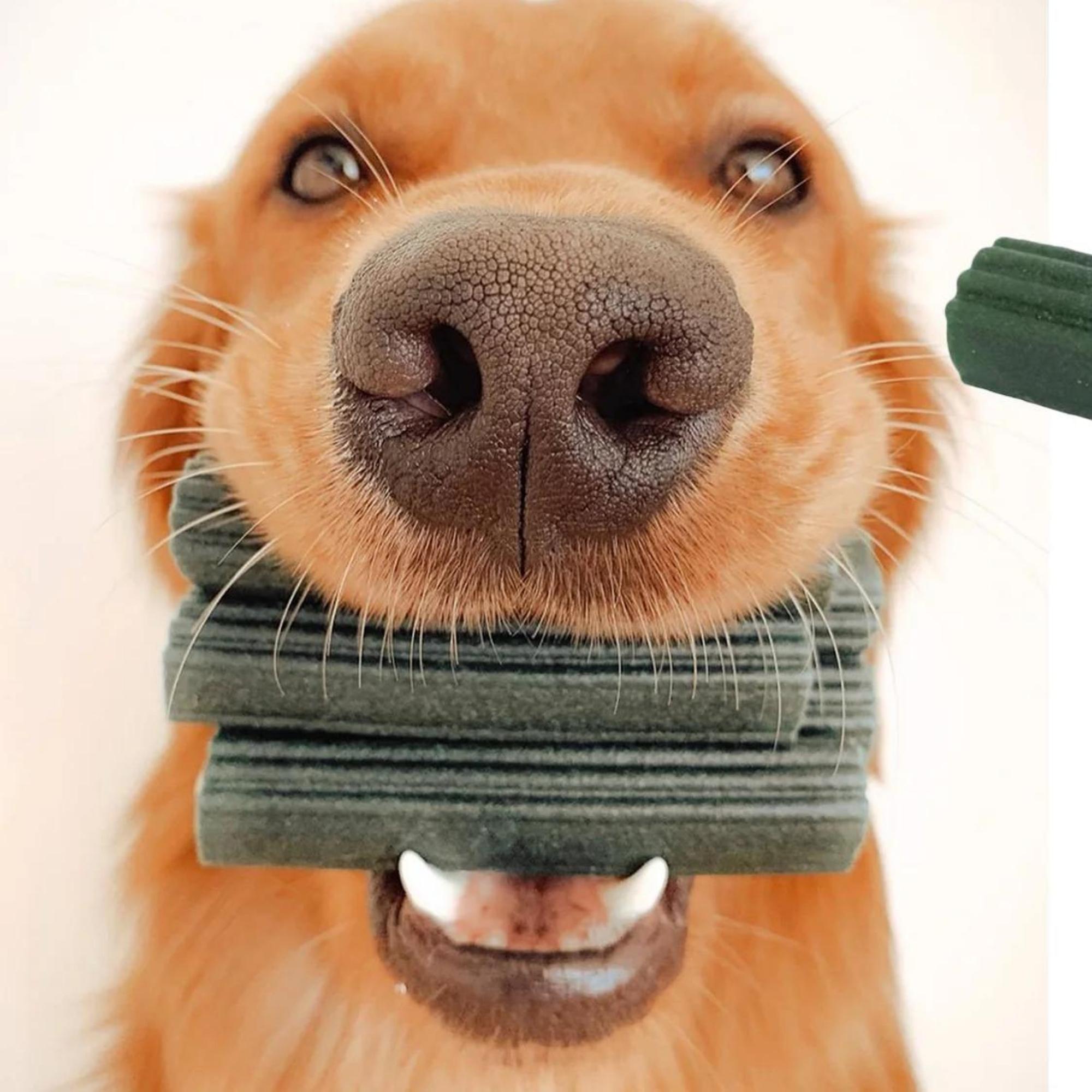 Ark Naturals Breath-Less Brushless Toothpaste Dog Chews, 18 oz