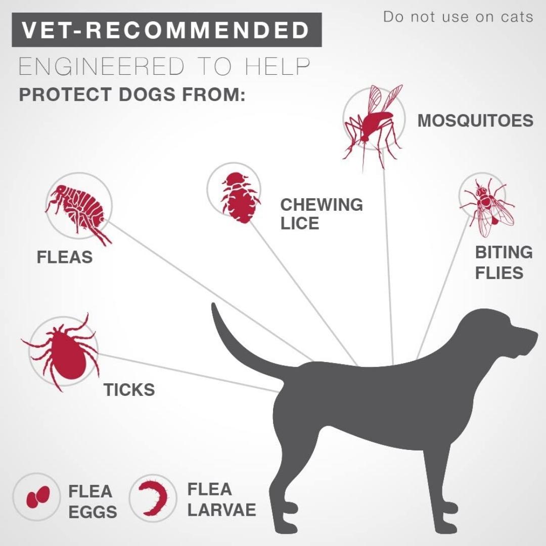 Advantage II Flea Treatment for Medium Dogs 11-20 lbs, Single Dose