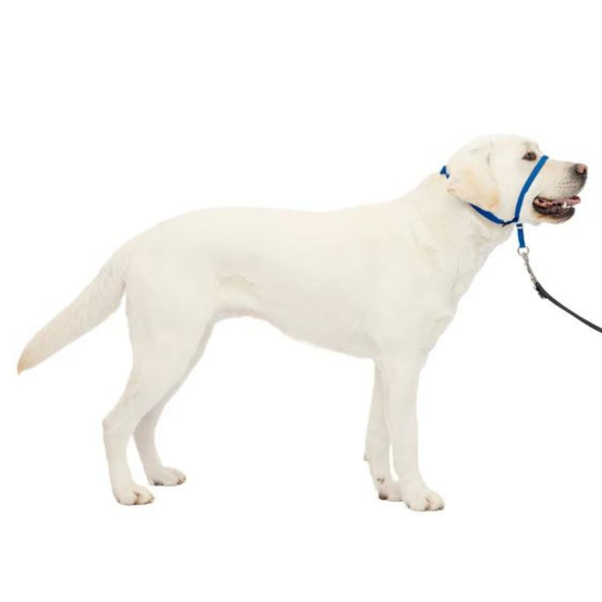 PetSafe Dog Gentle Leader Head Collar Royal Blue Large