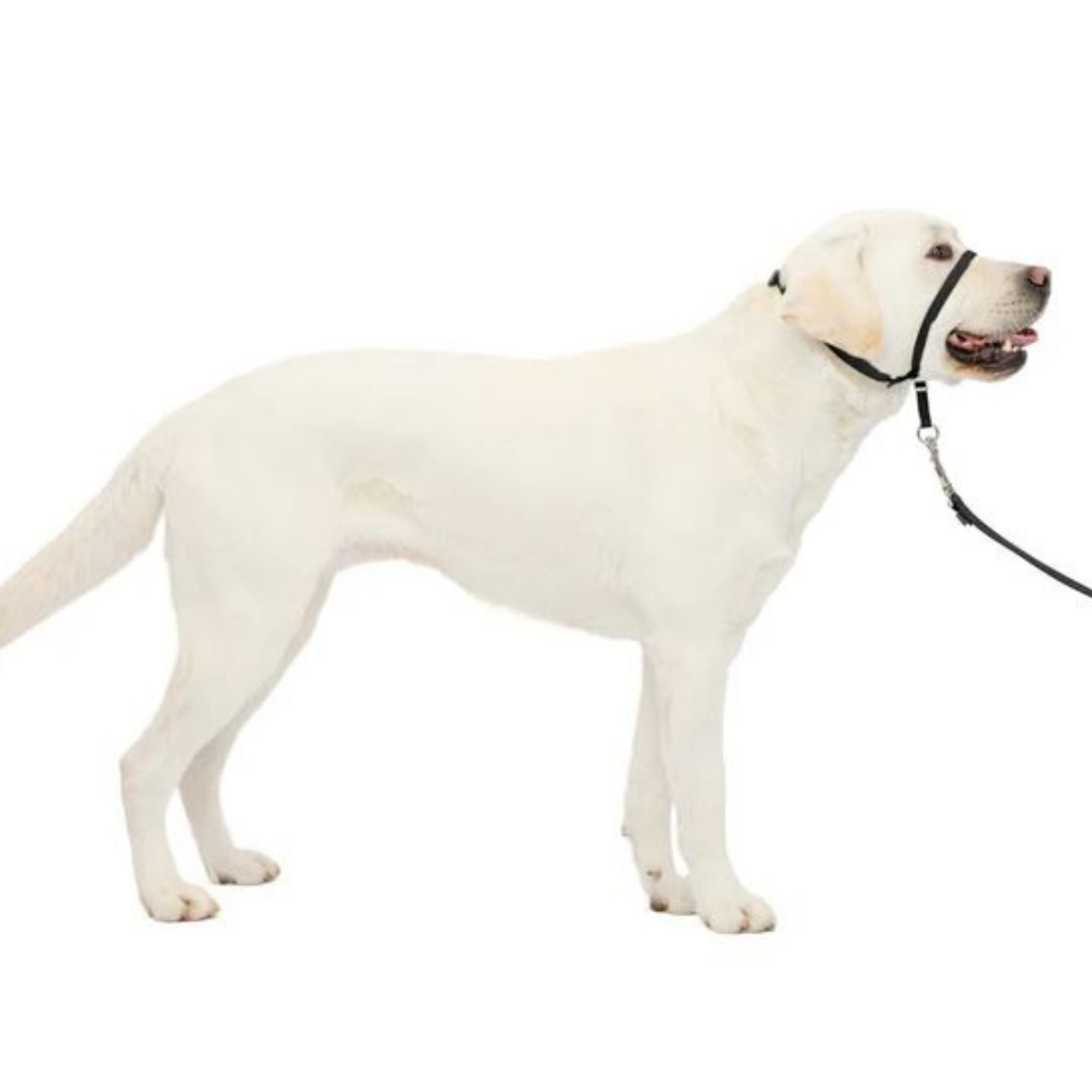 PetSafe Dog Gentle Leader Head Collar Black Large