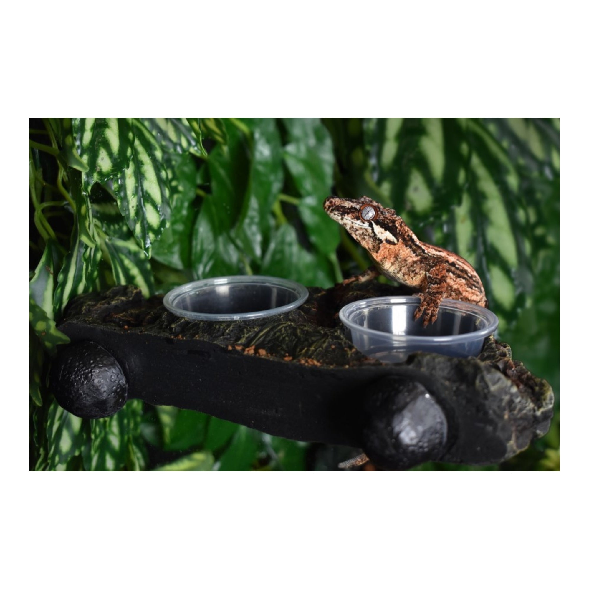 Komodo Magnetic Dual Gecko Feeding Ledge 22 in