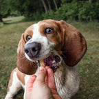 Beg & Barker Whole Turkey Chips Dog Treats 8oz