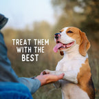 Beg & Barker Whole Turkey Chips Dog Treats 8oz