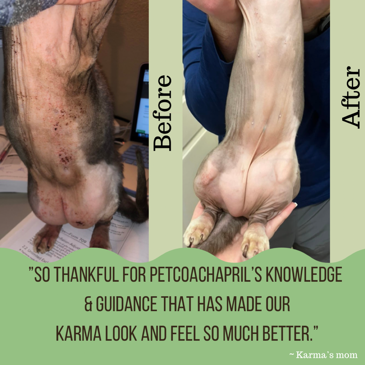 PET HEALTH & BEHAVIOR CONSULTS