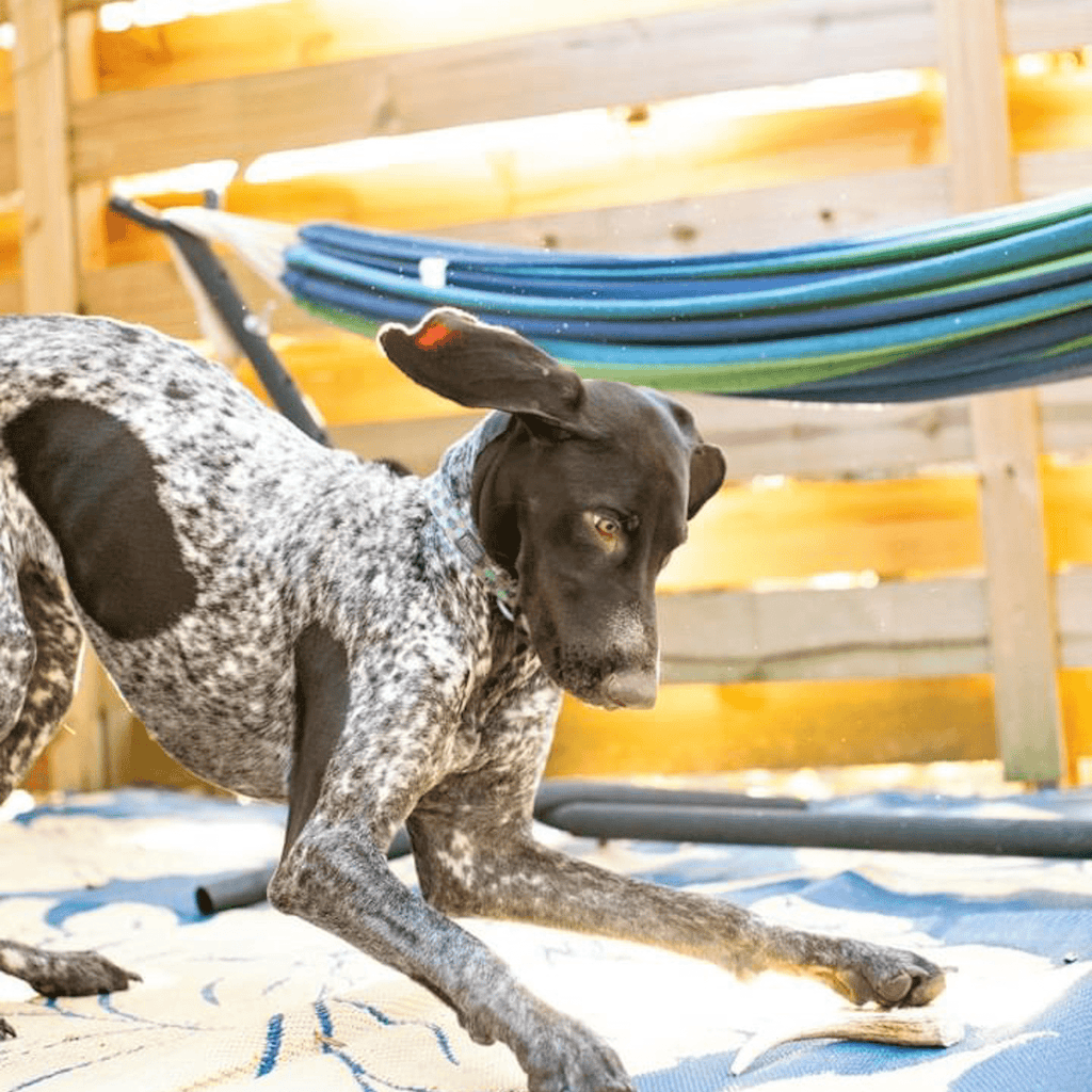 REINDEER ANTLERS FOR DOGS | ANTLER DOG CHEWS FOR AGGRESSIVE CHEWERS