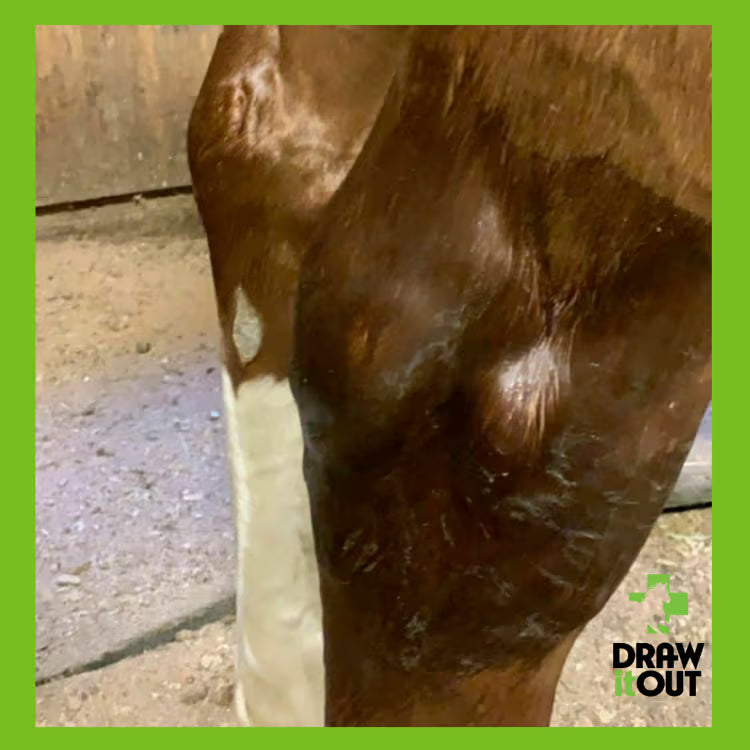 Draw It Out® 16oz High Potency Horse Liniment Gel – Powerful, Natural Relief