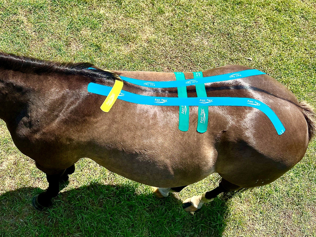 Equi-Tape® Fundamentals Course & Module Bundle