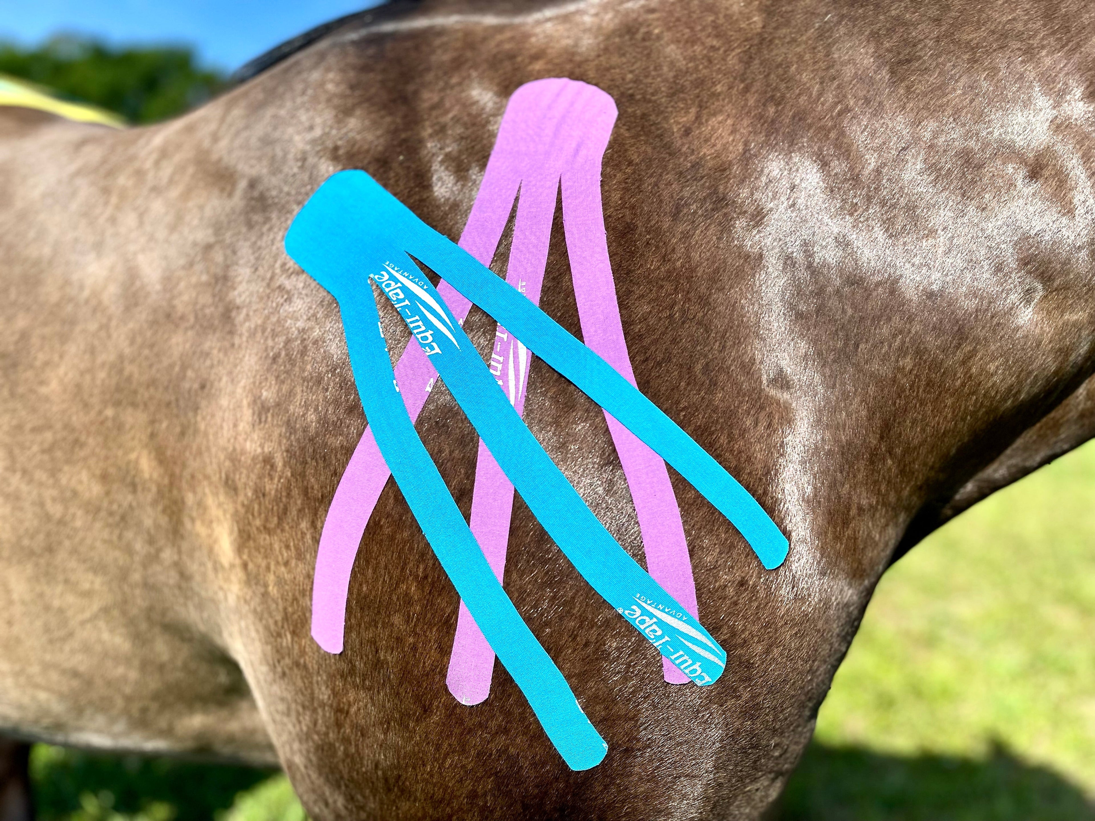 Equi-Tape® Fundamentals Course & Module Bundle