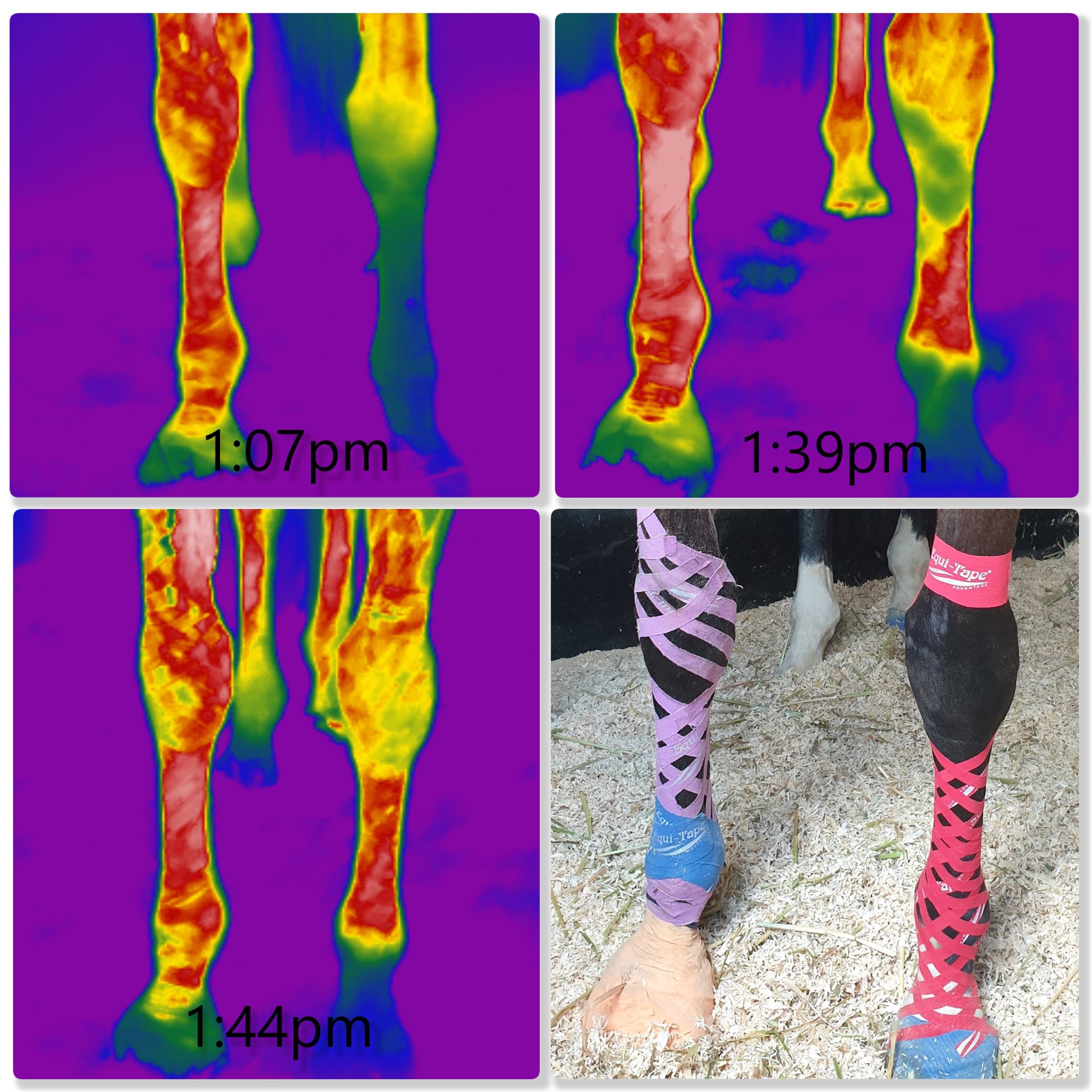 The Fundamentals of Equi-Taping® Online Course