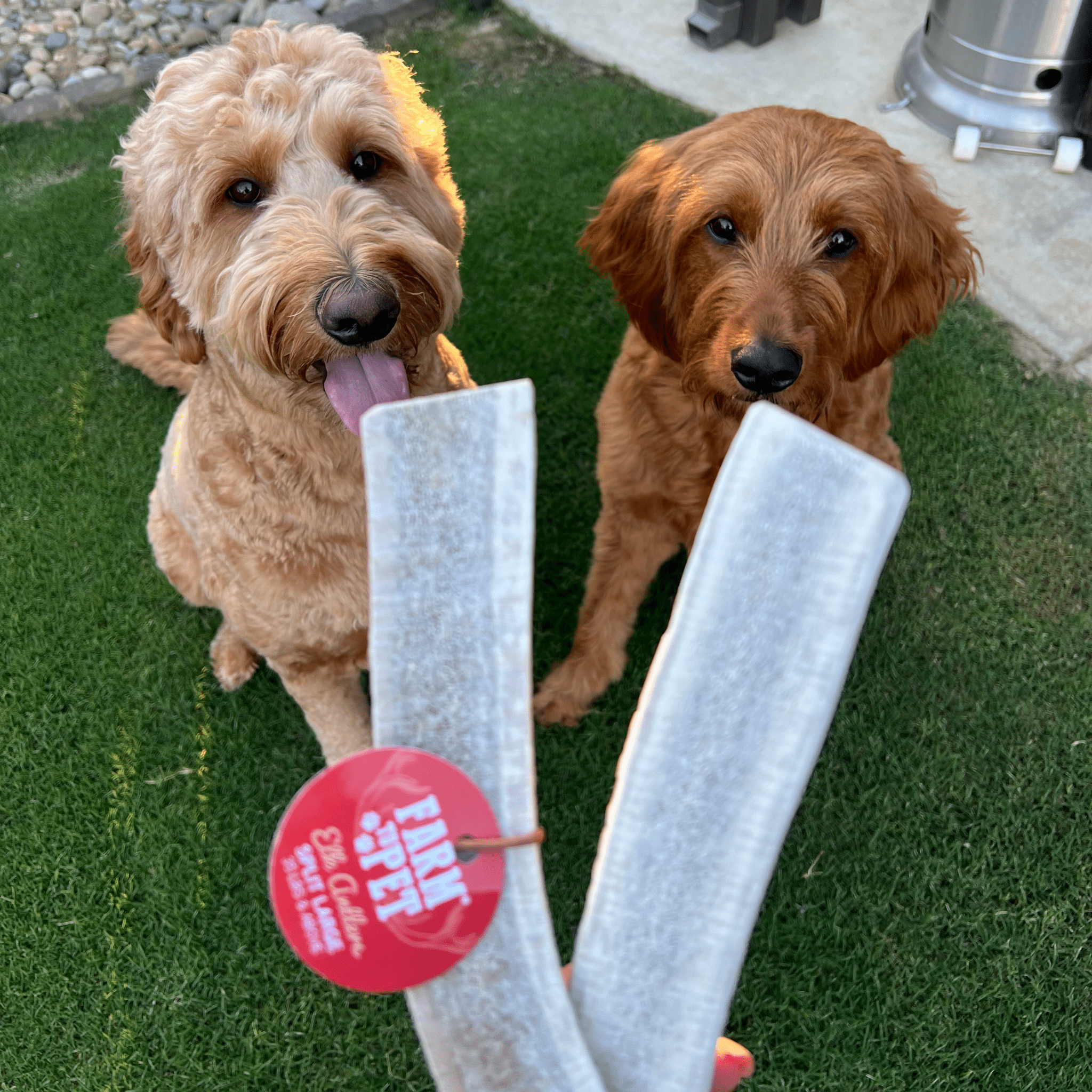 ELK ANTLERS FOR DOGS | WHOLE AND SPLIT ELK ANTLER CHEWS