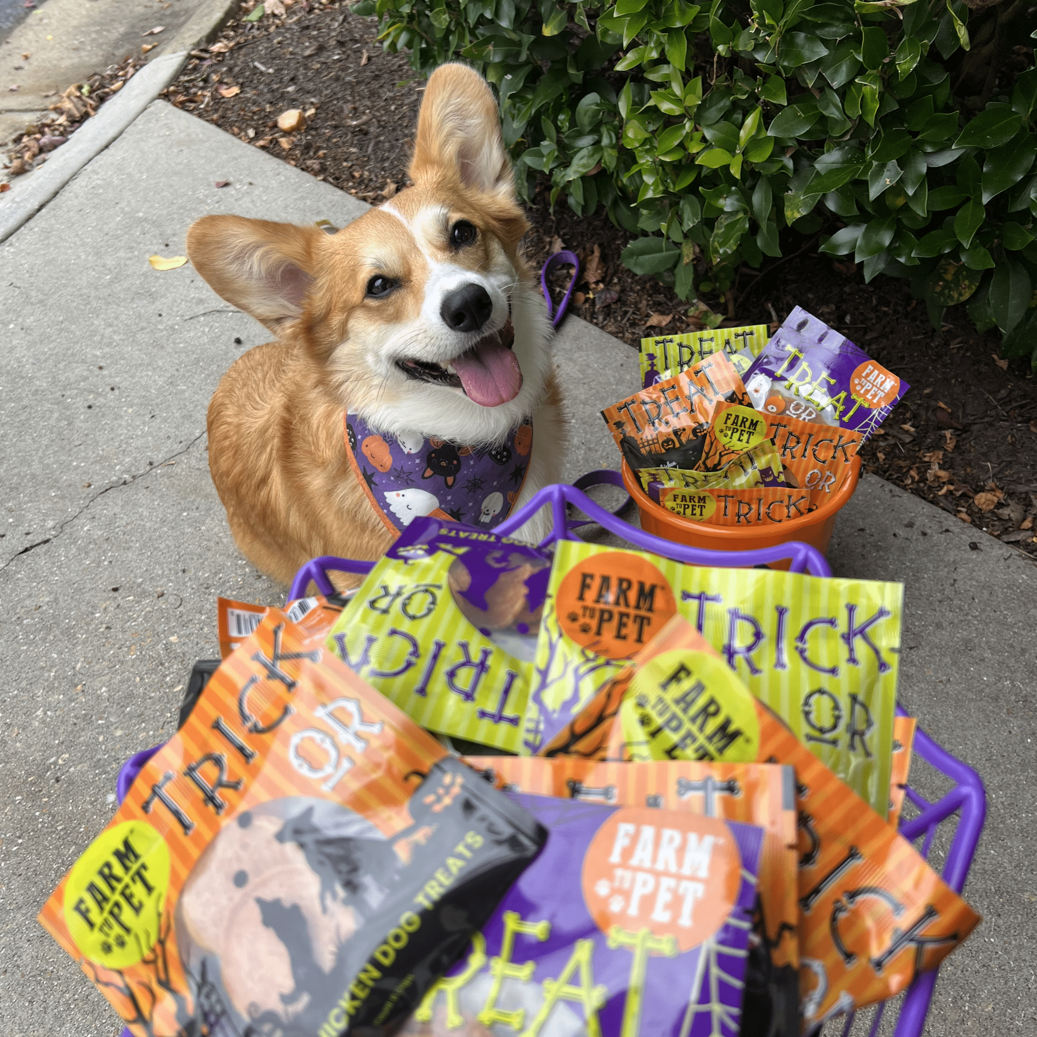 Halloween Dog Treat Snack Pack 24-Piece Bundle