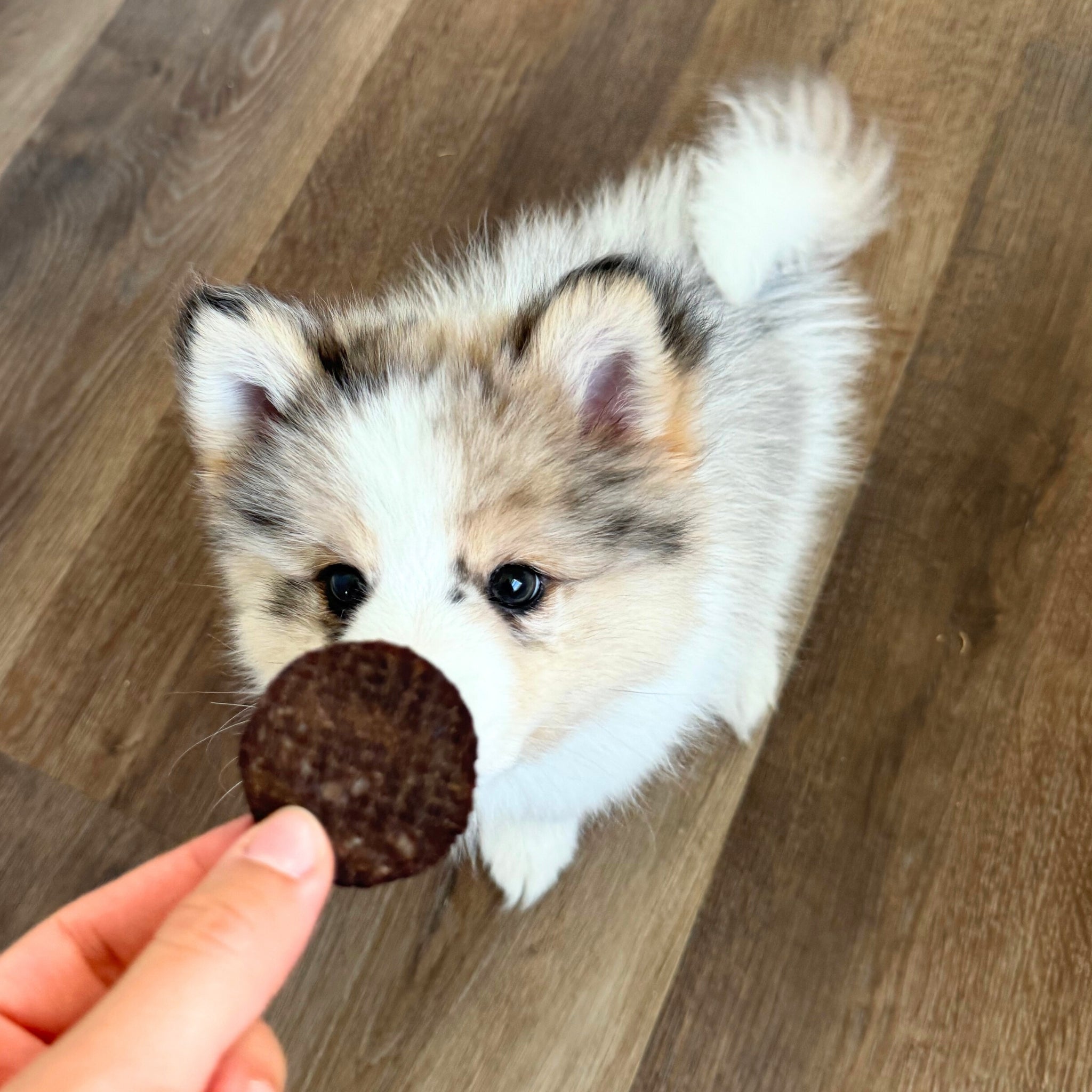 Beef Chips Dog Treats | Single-Ingredient Healthy Treats for Dogs