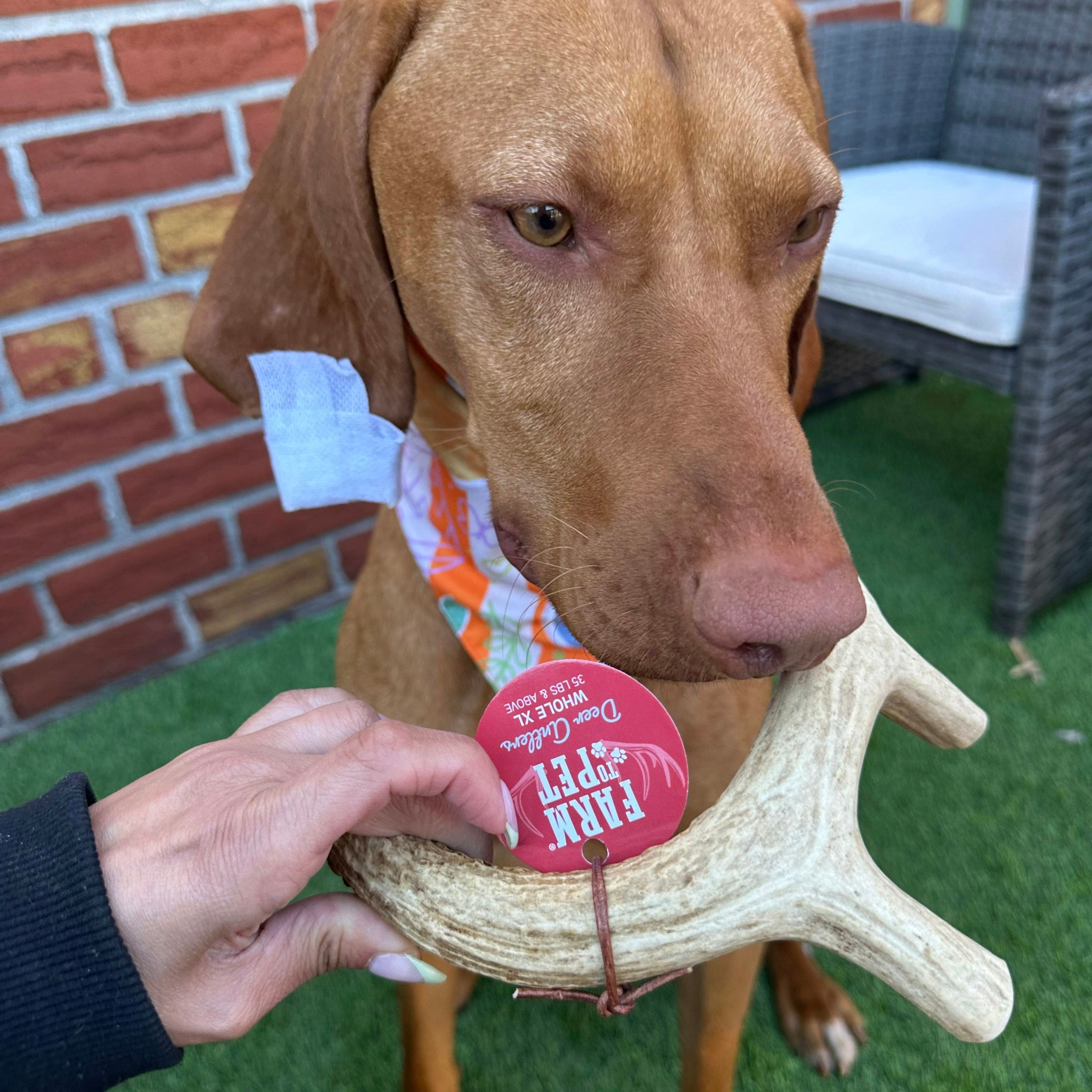 DEER ANTLER DOG CHEWS | ORGANIC CHEW FOR LARGE DOGS