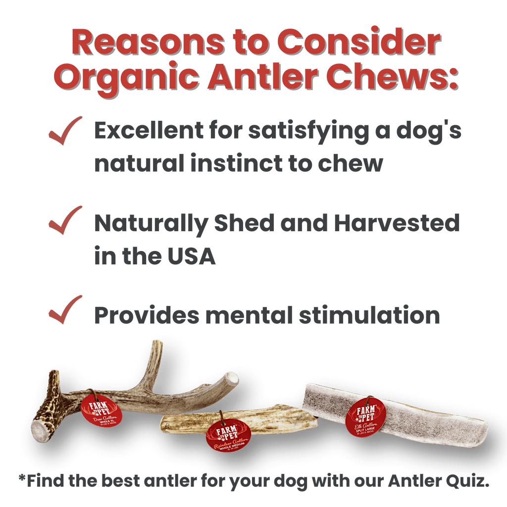 DEER ANTLER DOG CHEWS | ORGANIC CHEW FOR LARGE DOGS