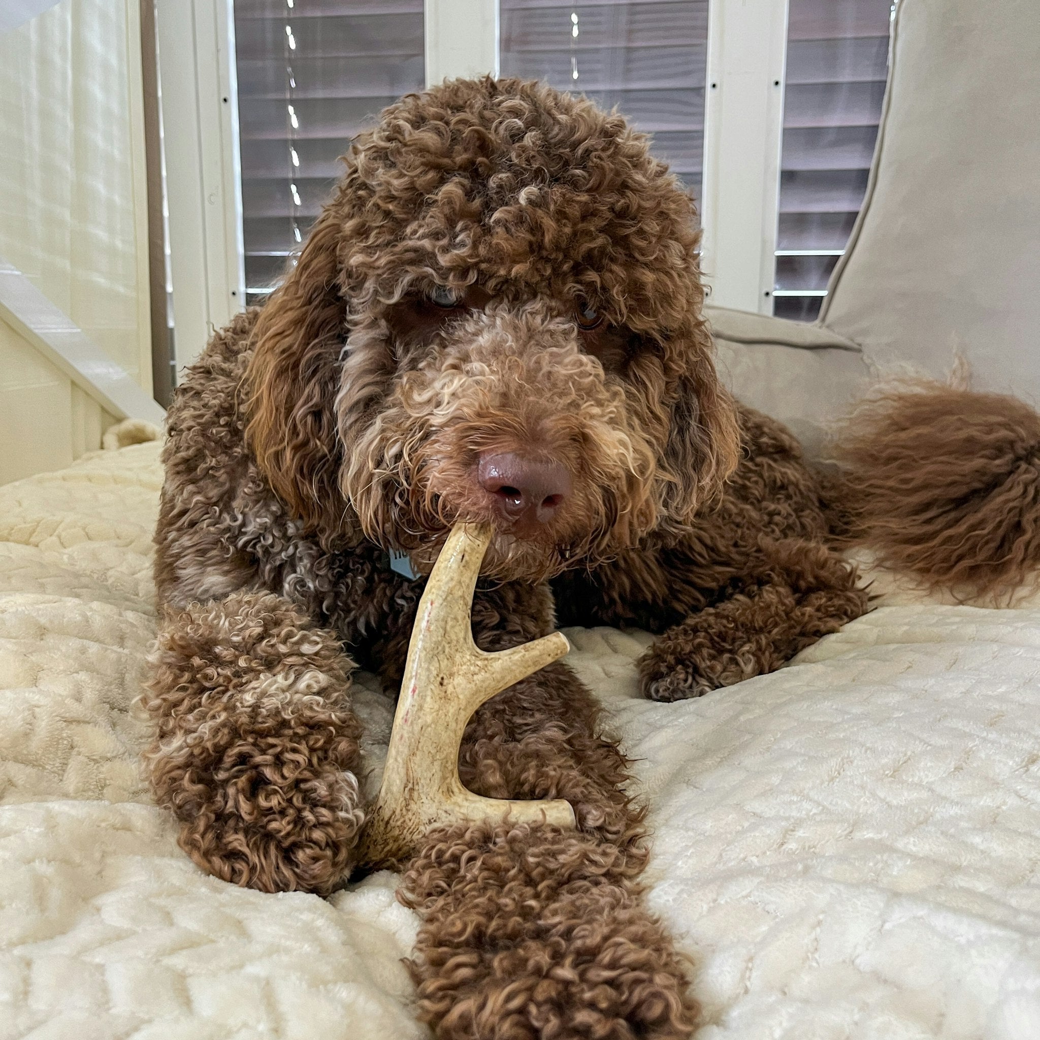 DEER ANTLER DOG CHEWS | ORGANIC CHEW FOR LARGE DOGS